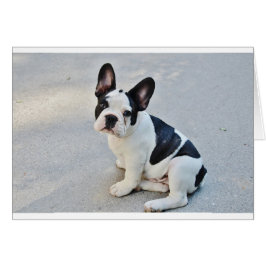 bulldog francés sentado