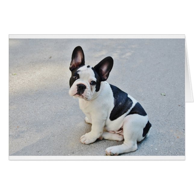 bulldog francés sentado (Anverso (Horizontal))