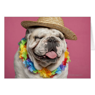 Bulldog inglés (18 meses de edad) con una paja