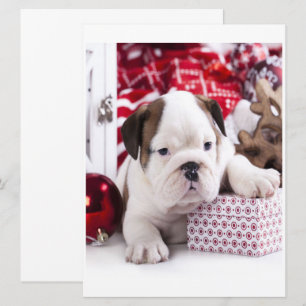 Bulldog inglés de cachorro suave   Navidades diver