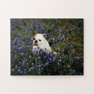 Bulldog inglés en el rompecabezas de Bluebonnets 