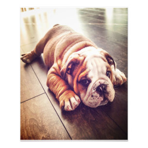Bulldog Inglés Ligero Perro   Foto de perro
