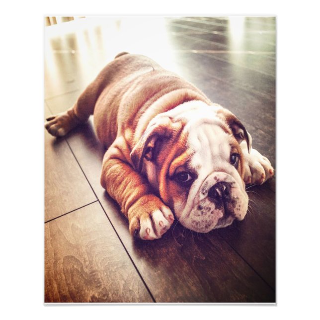 Bulldog Inglés Ligero Perro | Foto de perro (Frente)