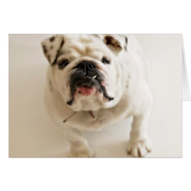 Bulldog muy lindo (Anverso (Horizontal))