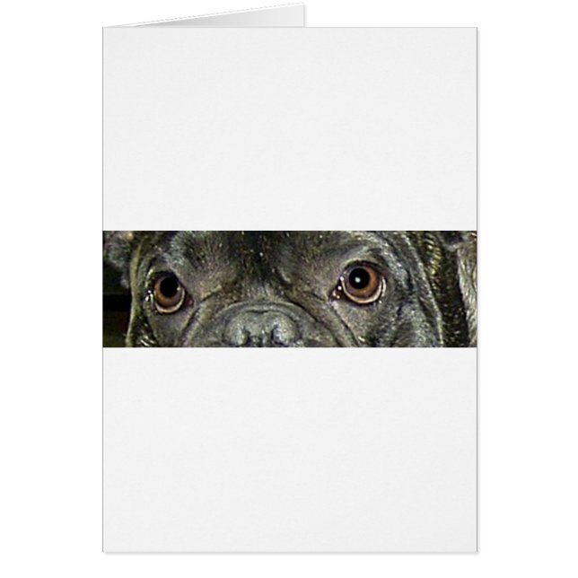 bulldog romano francés (Frente)