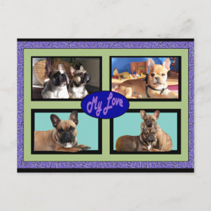 Bulldoges franceses tarjeta postal