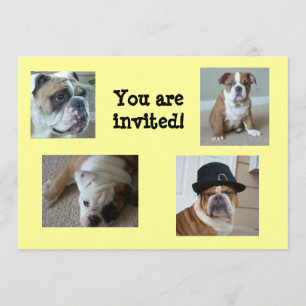 Bulldoges ingleses invitaciones cumpleaños/cualqui