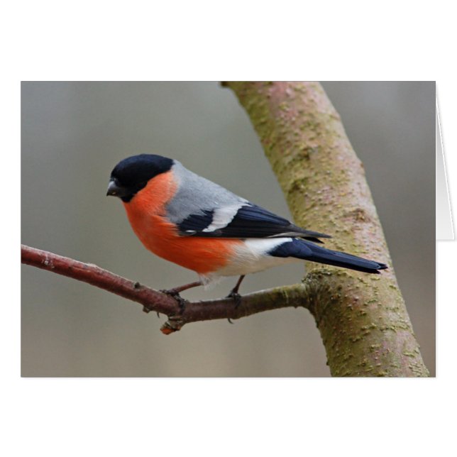 Bullfinch (Anverso (Horizontal))
