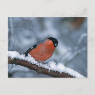 Bullfinch masculino en la postal de la nieve