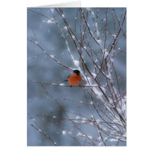 Bullfinch masculino en la tarjeta de nieve