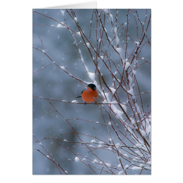Bullfinch masculino en la tarjeta de nieve (Frente)