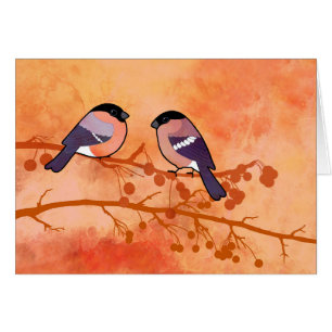 Bullfinch (pyrrhula del Pyrrhula)