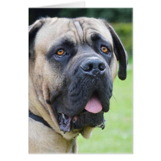 Bullmastiff (Frente)
