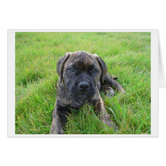 Bullmastiff_puppy 2.png (Anverso (Horizontal))