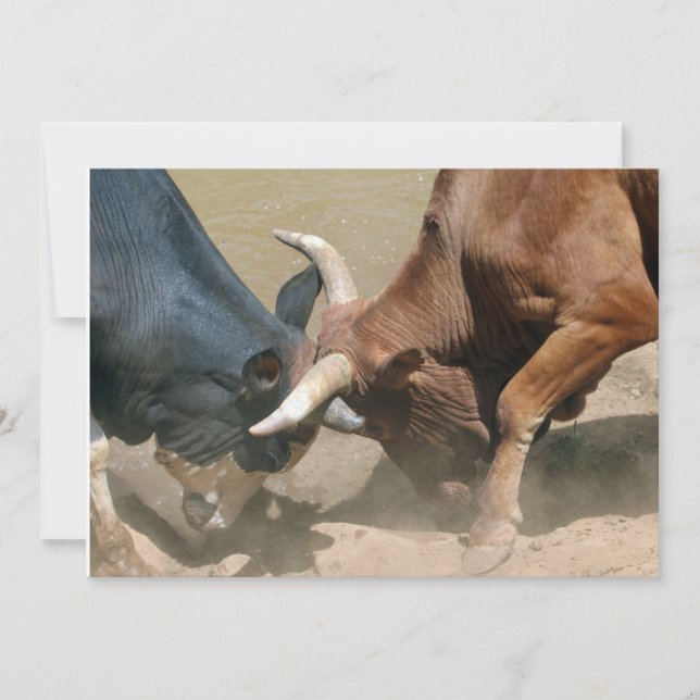 Bulls de lucha (Anverso)
