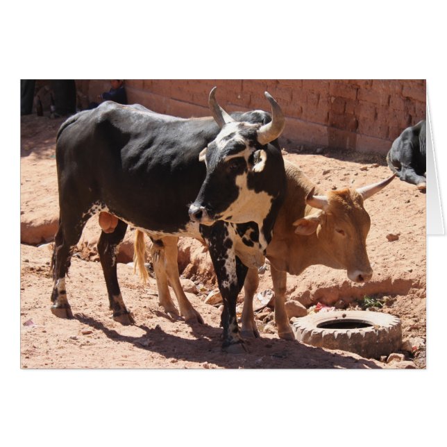 Bulls de vacas con tarjeta de saludo de bocinas (Anverso (Horizontal))