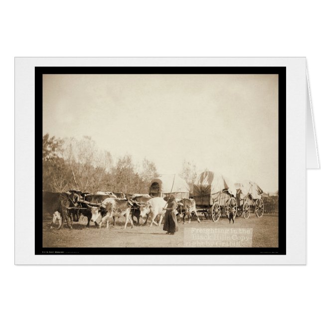 Bullwhacking Oxen SD 1887 (Anverso (Horizontal))