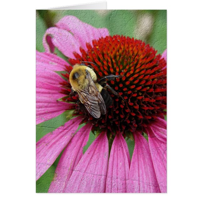 Bumble Bee 2 (Frente)