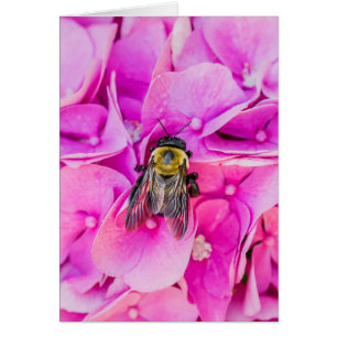 Bumble Bee En Hydrangea