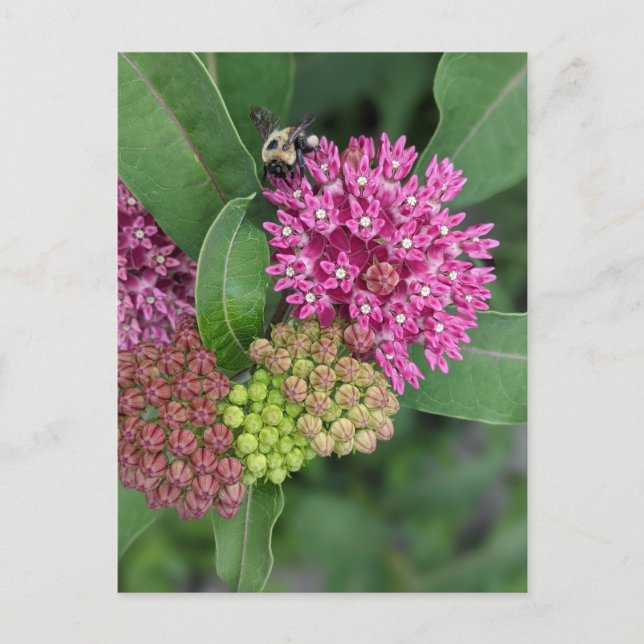 Bumble Bee En La Postales Rosa Milkweed (Anverso)