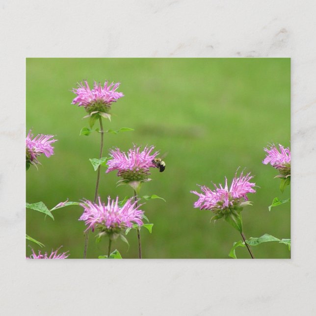 Bumble Bee en postal de flor de Bee Balm (Anverso)