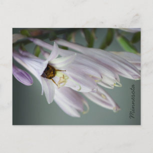 Bumble Bee en postal Hosta