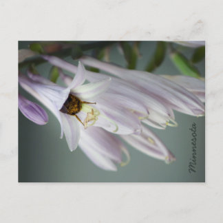 Bumble Bee en postal Hosta
