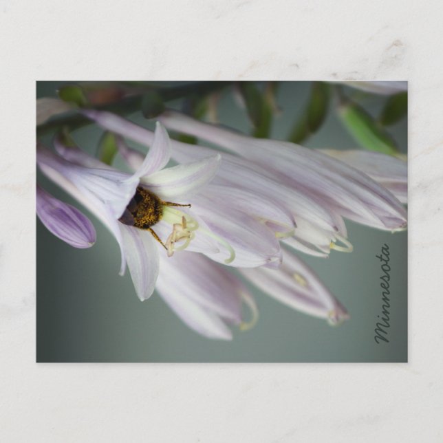 Bumble Bee en postal Hosta (Anverso)