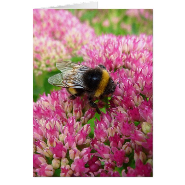 Bumble Bee en Sedum (Frente)