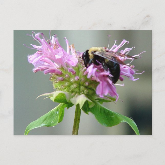 Bumble Bee en tarjeta postal de flores Bee Balm 2 (Anverso)