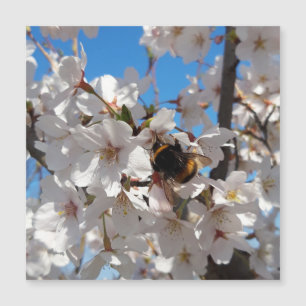 Bumbleabe en flor de cerezo silvestre , tarjeta ma