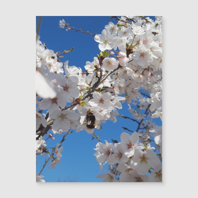 Bumbleabe en flor de cerezo silvestre , tarjeta ma (Anverso)