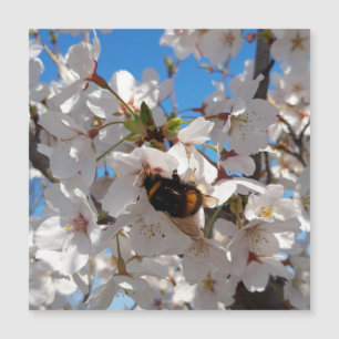 Bumbleabe en flor de cerezo silvestre , tarjeta ma