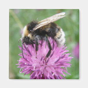 Bumbleabe en un imán de frigorífico Thistle