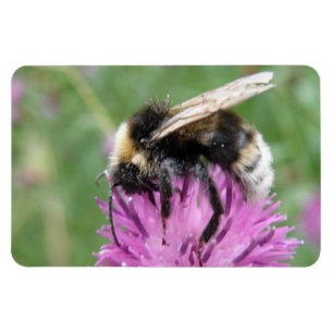 Bumbleabe en un imán Thistle Premium