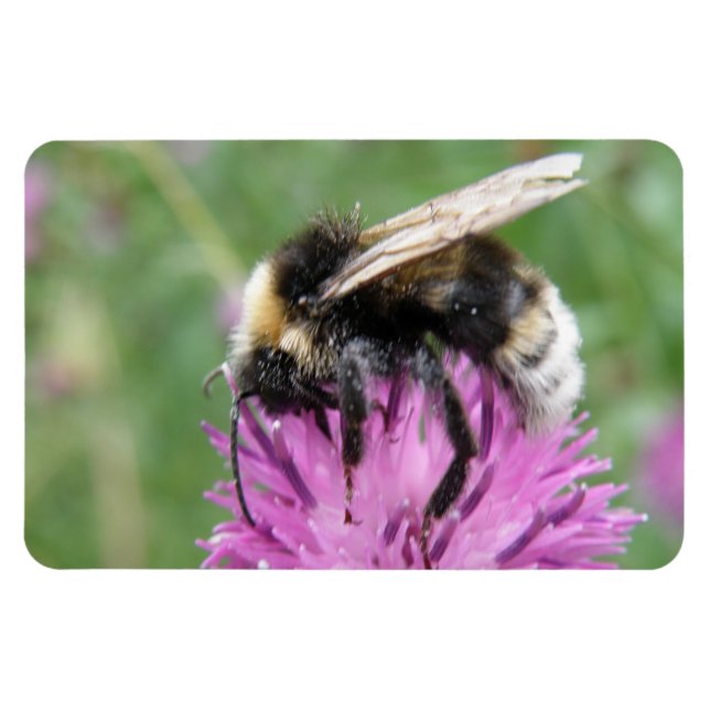 Bumbleabe en un imán Thistle Premium (Horizontal)