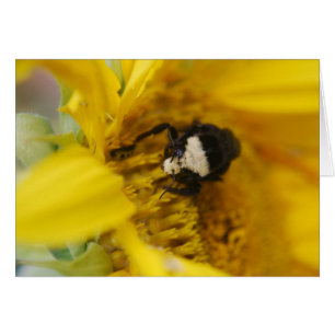 Bumbleabe sobre girasol - Tarjeta