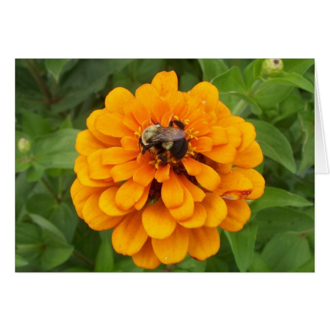 Bumblebee (Anverso (Horizontal))