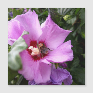 Bumblebee con tarjeta magnética de flores de Hibis