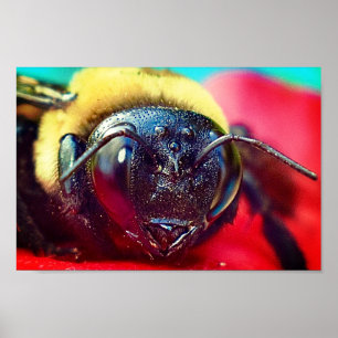 Bumblebee en flor Fotografía Decoración en pared I