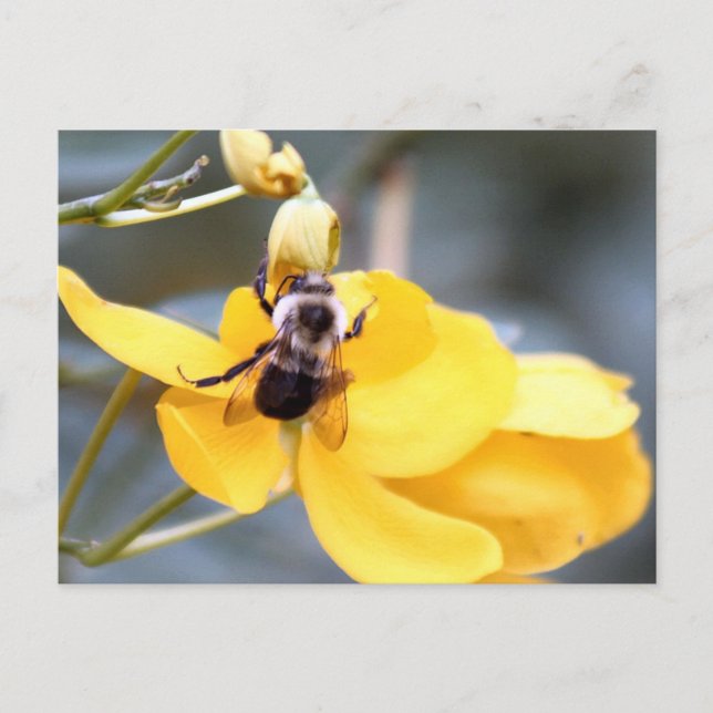 Bumblebee en la postal de las flores de Cassia (Anverso)