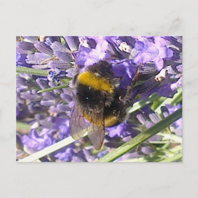 Bumblebee en la postal Lavender (Anverso)