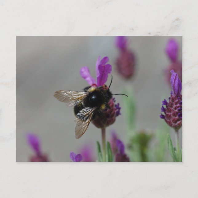 Bumblebee en la postal lavender (Anverso)