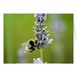 Bumblebee en Lavender