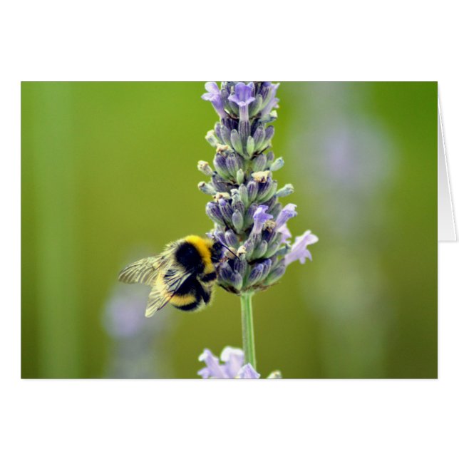 Bumblebee en Lavender (Anverso (Horizontal))
