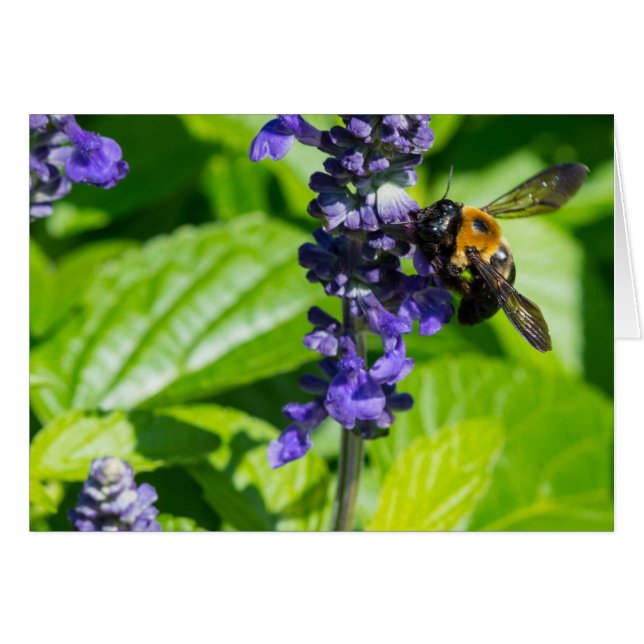 Bumblebee En Salvia (Anverso (Horizontal))