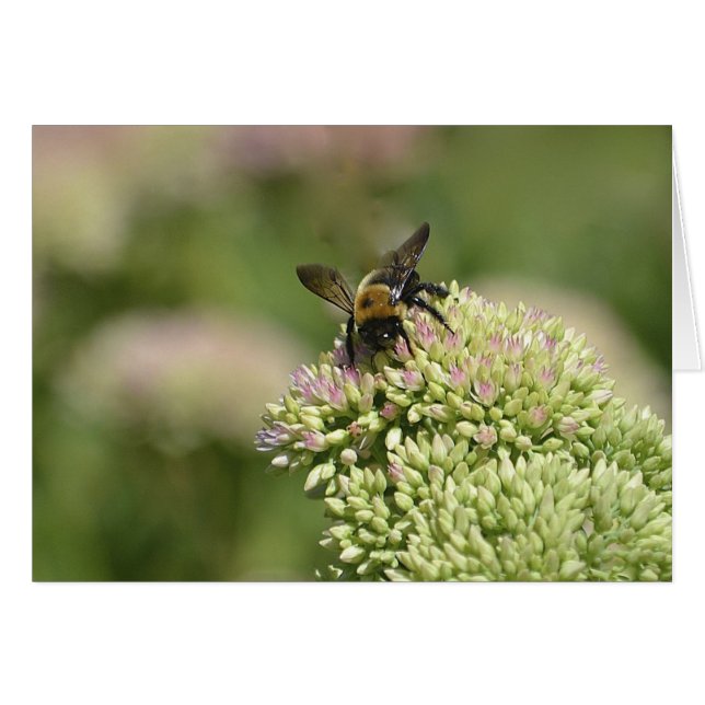 Bumblebee Heaven (Anverso (Horizontal))