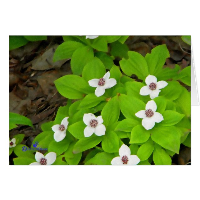 Bunchberry (Anverso (Horizontal))
