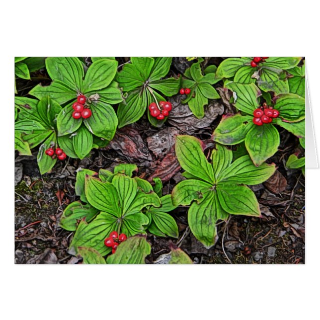 Bunchberry con bayas (Anverso (Horizontal))