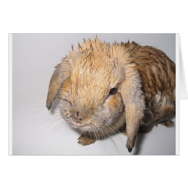 Bunny Bathtime (Anverso (Horizontal))